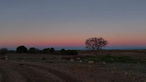 An isolated tree located to the right of the composition in a crop field at d Stock Footage 261383722
