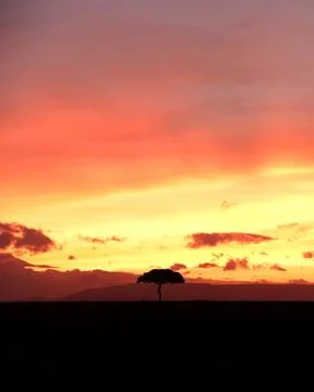 An isolated tree in Masai Mara Stock Photos