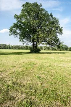 Isolated tree on meadow with forest on the background and blue sky Stock Photos