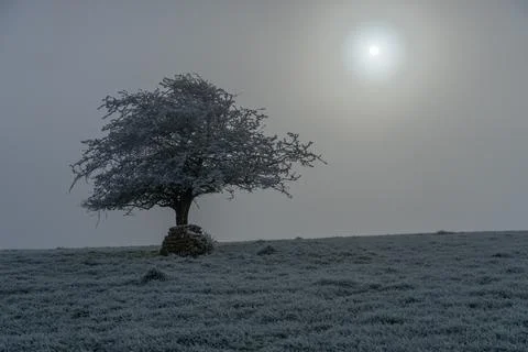 Isolated tree in the mist Stock Photos