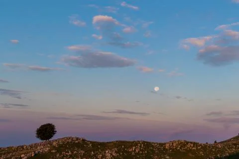Isolated tree on Mount Pizzoc at dawn Stock Photos