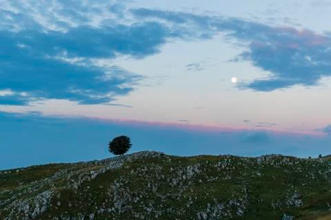 Isolated tree on Mount Pizzoc at dawn Stock Photos