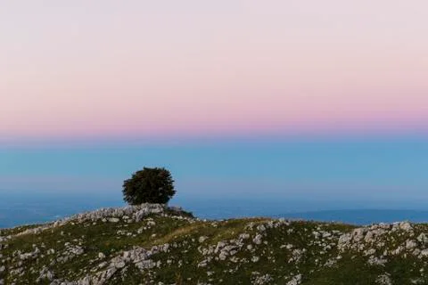 Isolated tree on Mount Pizzoc at dawn Stock Photos