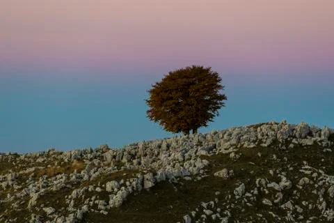 Isolated tree on Mount Pizzoc at dawn Stock Photos
