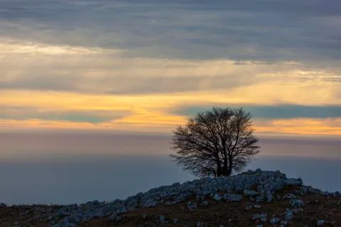 Isolated tree on Mount Pizzoc Stock Photos