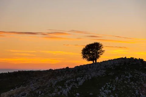 Isolated tree on Mount Pizzoc at sunset Stock Photos