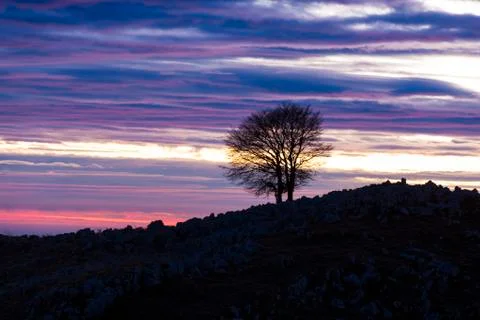 Isolated tree on Mount Pizzoc at sunset Stock Photos