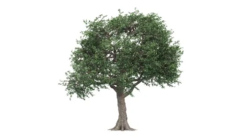 Isolated Tree Moving Stock Footage 260377956