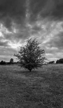 Isolated tree in a park under heavy fog Stock Photos
