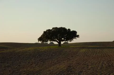 Isolated tree Foto stock