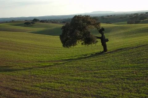 Isolated tree Foto stock