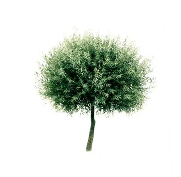 Isolated tree Stock Photos