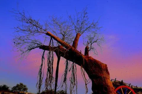 Isolated Tree Stock Photos