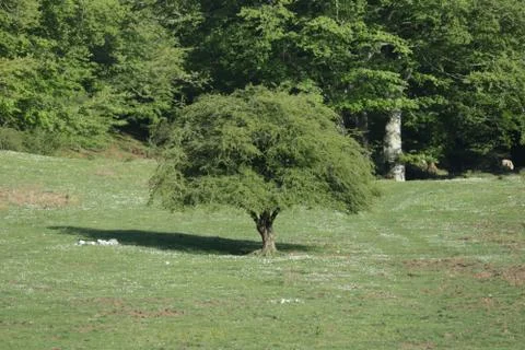 Isolated Tree Stock Photos