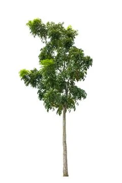 Isolated tree Stock Photos