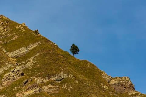 Isolated tree 스톡 사진