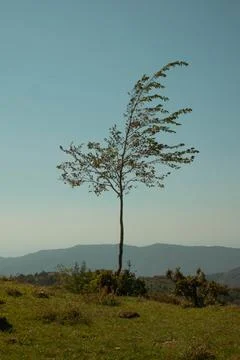 Isolated tree Stock Photos