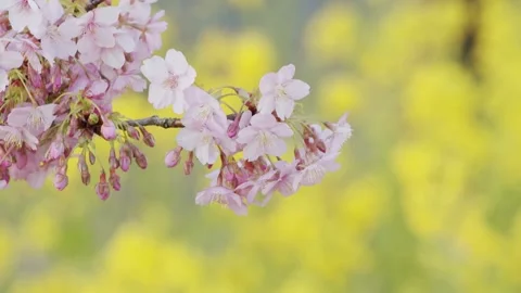Isolated tree plant of cherry blossoms full bloom spring flower cute and be.. Stock Footage 272453155