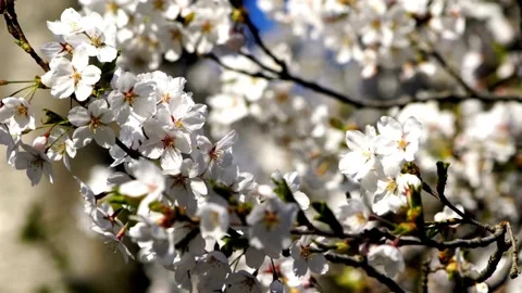 Isolated tree plant of cherry blossoms full bloom spring flower cute and be.. Stock Footage 272453207