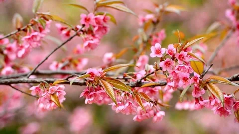 Isolated tree plant of cherry blossoms full bloom spring flower cute and be.. Stock Footage 272453262