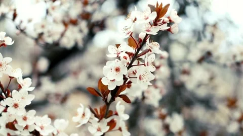 Isolated tree plant of cherry blossoms full bloom spring flower cute and be.. Stock Footage 272453269