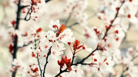 Isolated tree plant of cherry blossoms full bloom spring flower cute and be.. Stock Footage 272453301