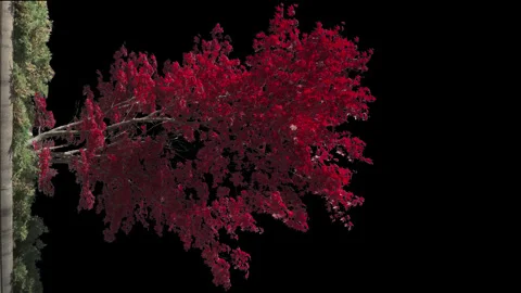 Isolated Tree Red Maple Stock Footage 240419740
