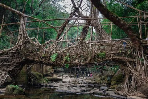 Isolated tree root bridge natural formed single decker at day from flat angle 写真素材