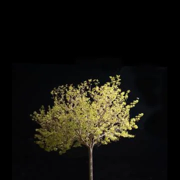 An isolated tree on simple black background Stockfoto's