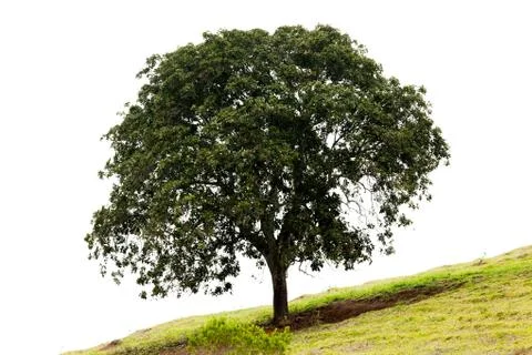 Isolated tree in a slope grass soil with white background Stock Photos