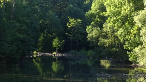 Isolated tree on small island in river Stock Footage 339354079