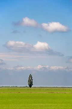  isolated tree with small white clouds in the sky Stock Photos