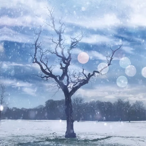 Isolated tree in a snowstorm Stock Footage 103301888