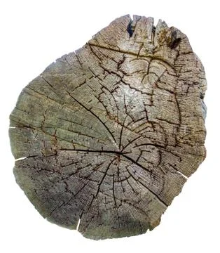 Isolated tree stump Foto stock