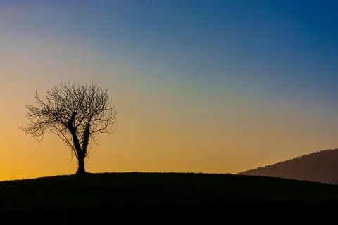 Isolated tree at sunset Stock Photos