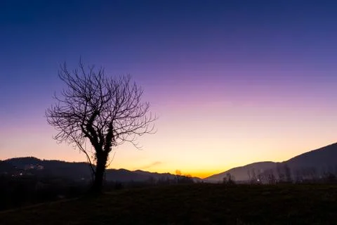 Isolated tree at sunset Stock Photos
