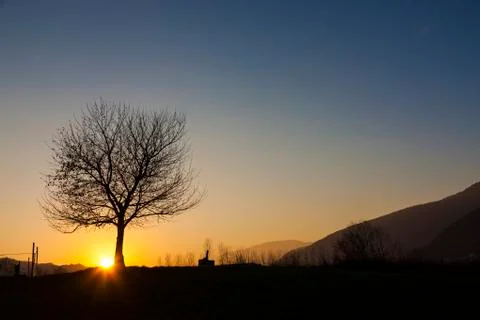Isolated tree at sunset Stock Photos