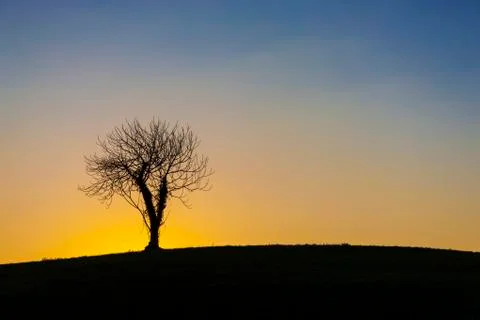 Isolated tree at sunset Stock Photos