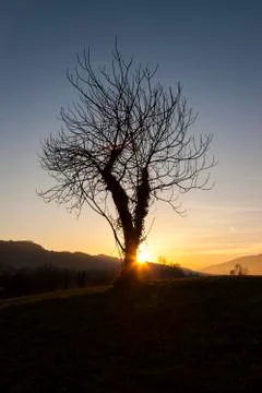 Isolated tree at sunset Stock Photos