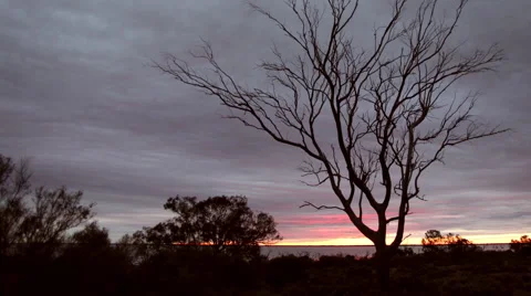 Isolated tree timelapse Stock Footage 58201751