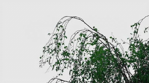 Isolated Tree Top Branches Sway In Breeze Pre-Keyed With Alpha Channel Stock Footage 332286848