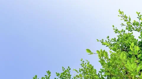 Isolated tree top leaves for making card background Stock Photos
