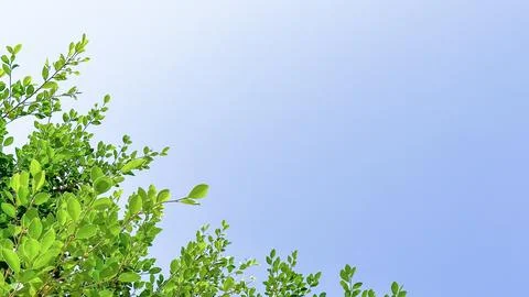 Isolated tree top leaves for making card background Stock Photos