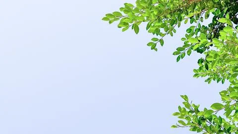 Isolated tree top leaves for making card background Stock Photos