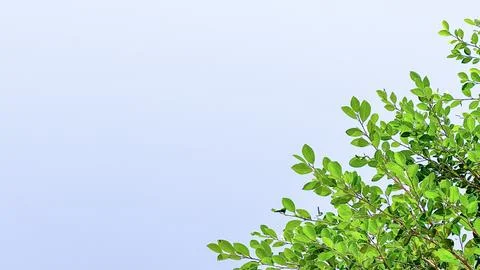 Isolated tree top leaves for making card background Stock Photos