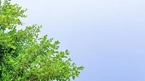 Isolated tree top leaves for making card background Stock Photos