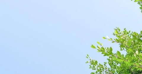 Isolated tree top leaves for making card background Stock Photos