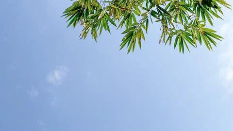 Isolated tree top leaves for making card background Foto stock