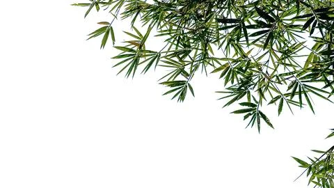 Isolated tree top leaves for making card background Foto stock