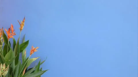 Isolated tree top leaves for making card background Stock Photos